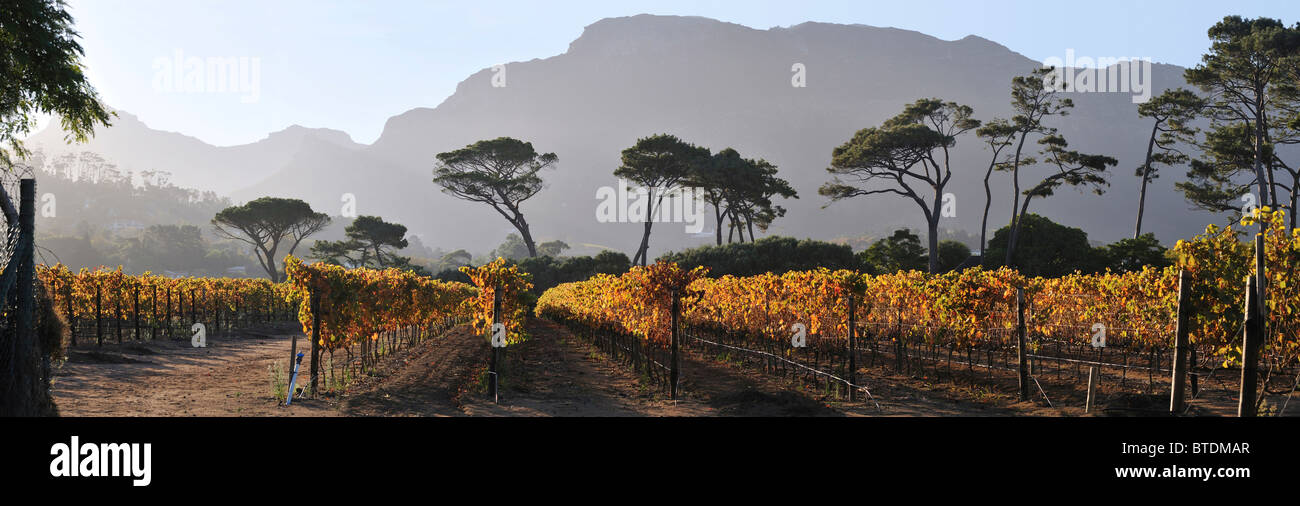 Azienda vinicola Groot Constantia con picchi di montagna in background Foto Stock