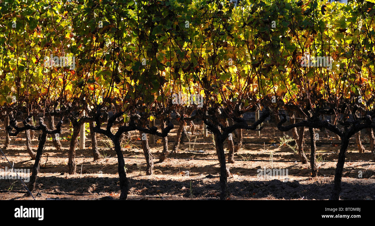 Uitsig azienda vinicola che mostra gli steli delle viti Foto Stock