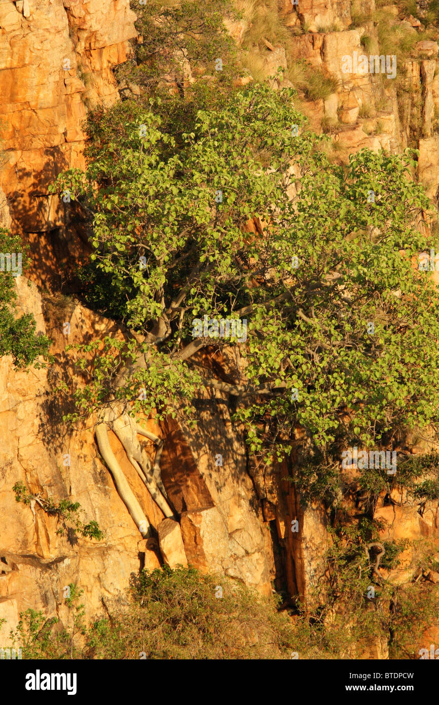 Una roccia fico che cresce a ridosso di una parete di roccia Foto Stock