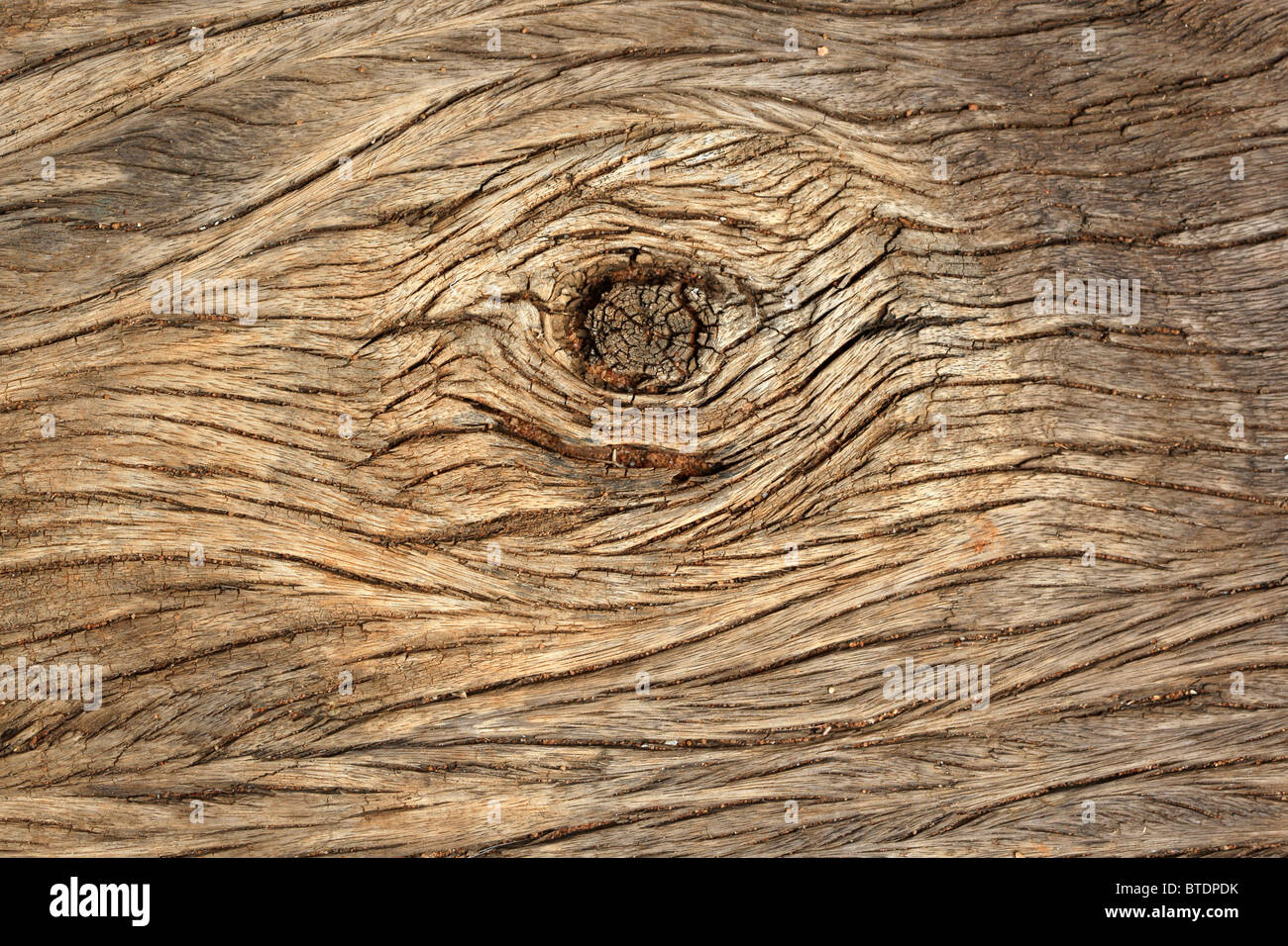 Una chiusura di corteccia di albero che mostra un nodo nella corteccia Foto Stock