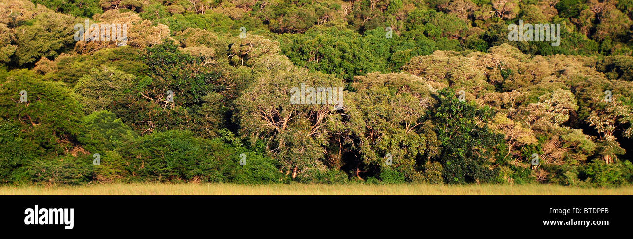 Scena panoramica della foresta costiera Foto Stock