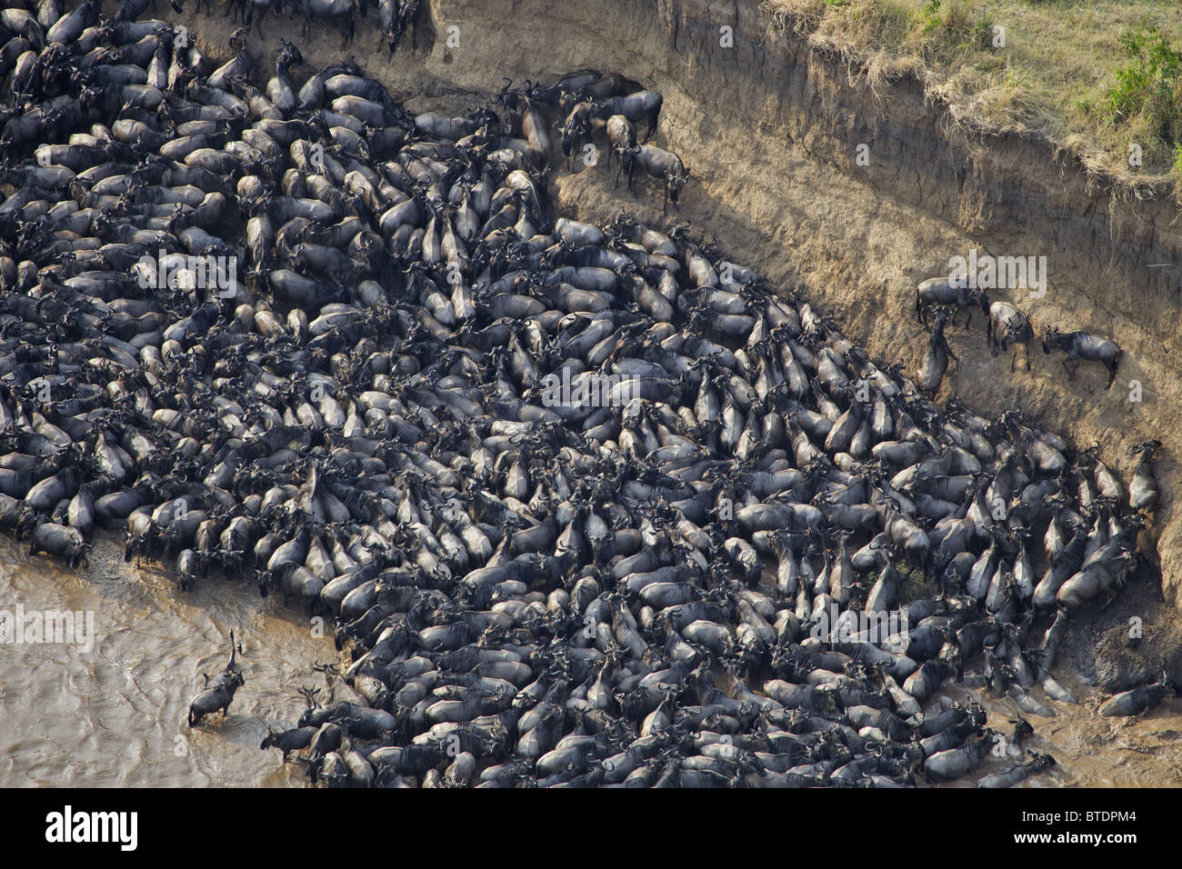 Vista aerea del blu Gnu (Connochaetes taurinus) attraversando il Fiume Mara Foto Stock