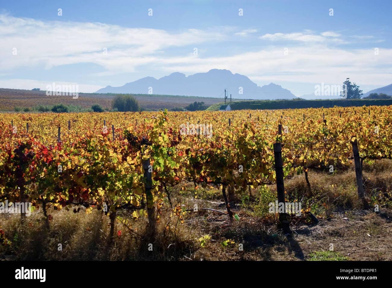 I colori ricchi di vigneti durante l'Autunno Foto Stock