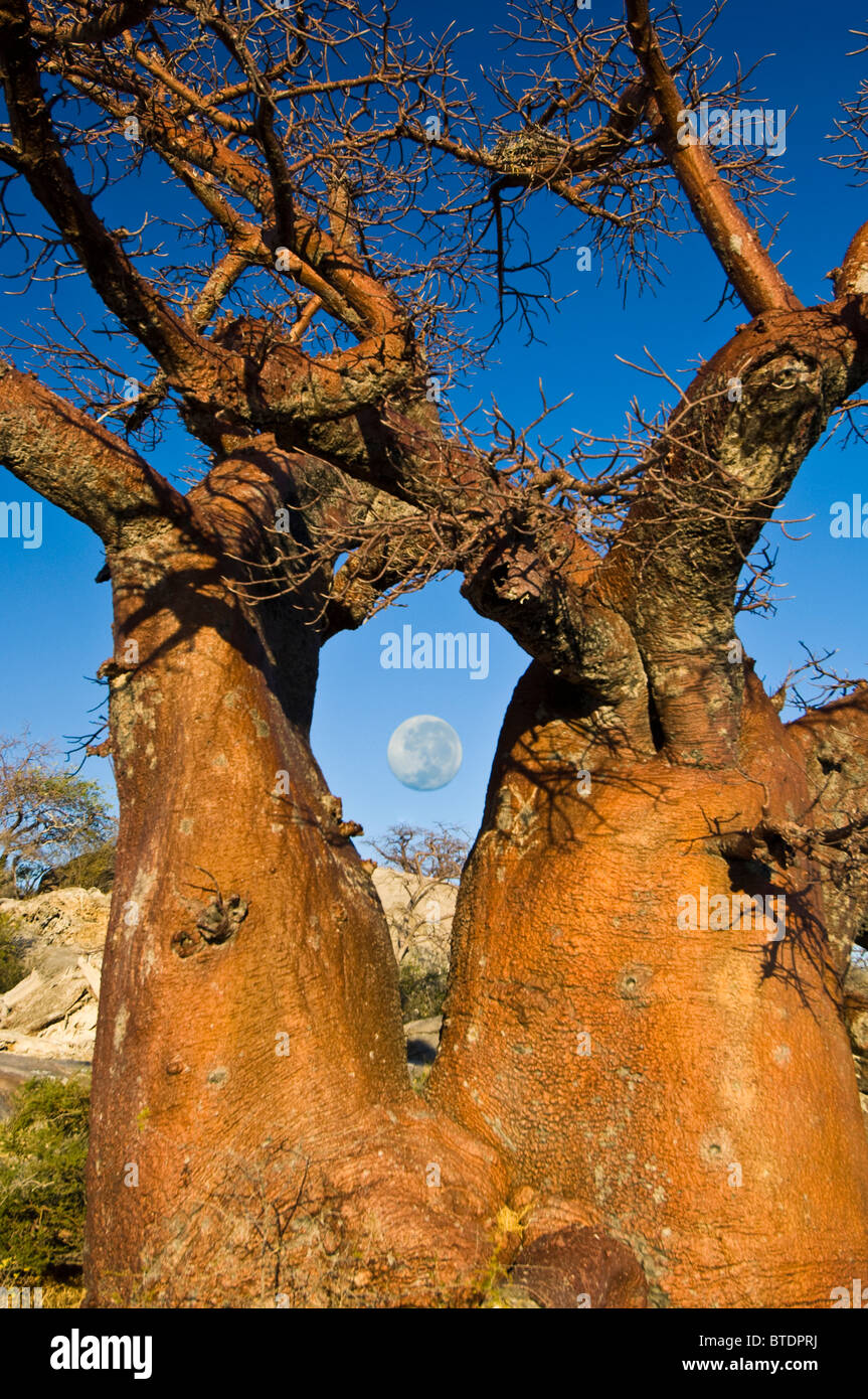 Il tronco a bulbo di un baobab (Adansonia digitata) frame la luna piena Kubu Island (Composito Digitale) Foto Stock