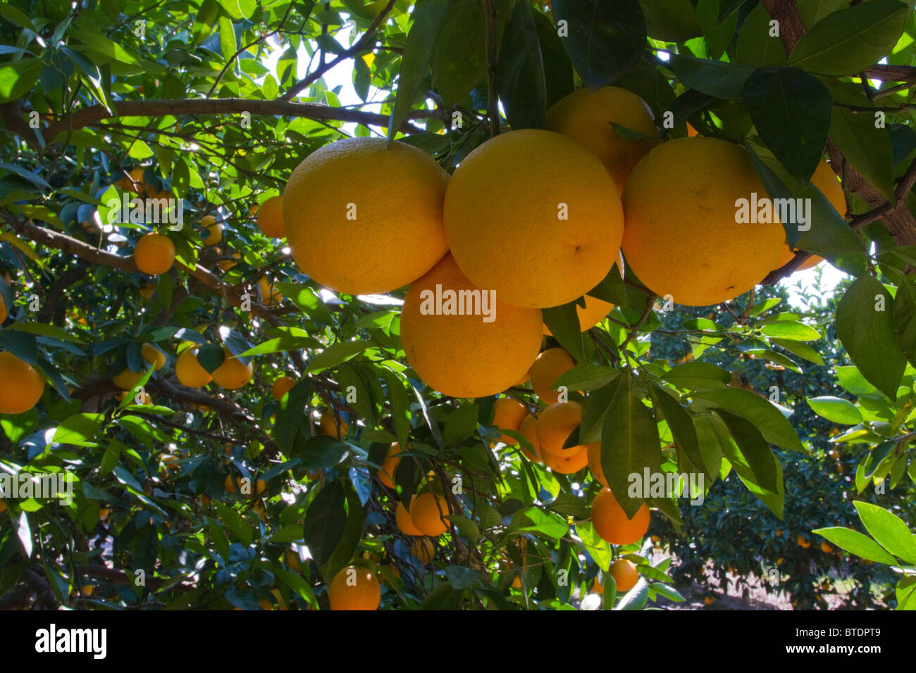 Cluster di arance (Citrus sinensis) appesi da alberi in un frutteto Foto Stock