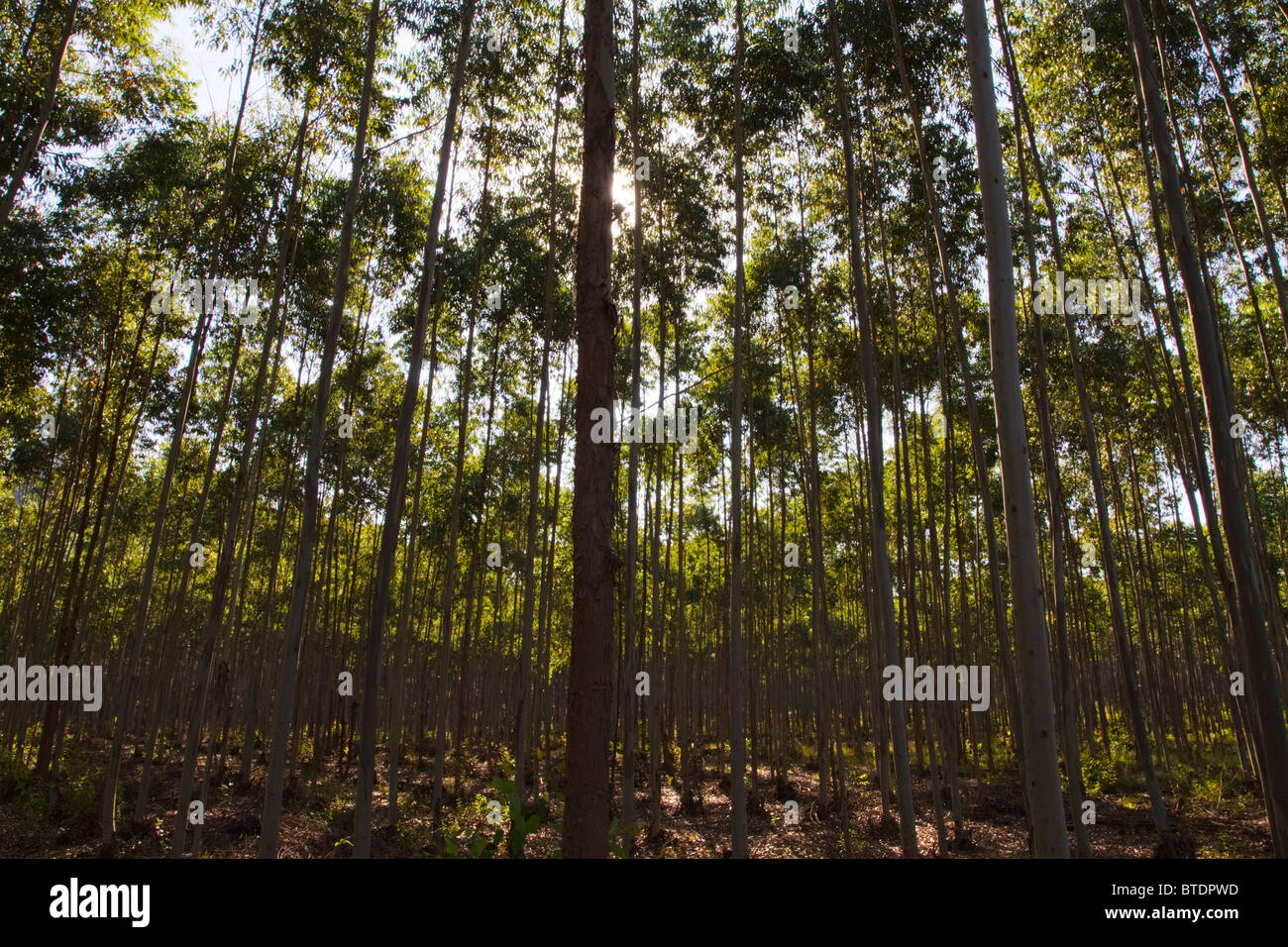 Un basso angolo di visione del sole che filtra attraverso gli alberi di gomma Foto Stock