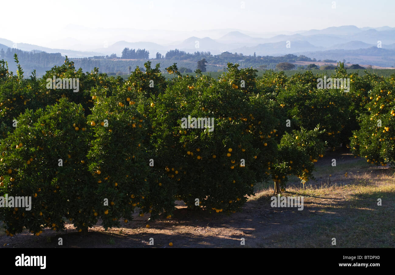 Vista panoramica di Lowveld agrumeto con frutti maturi sugli alberi Foto Stock