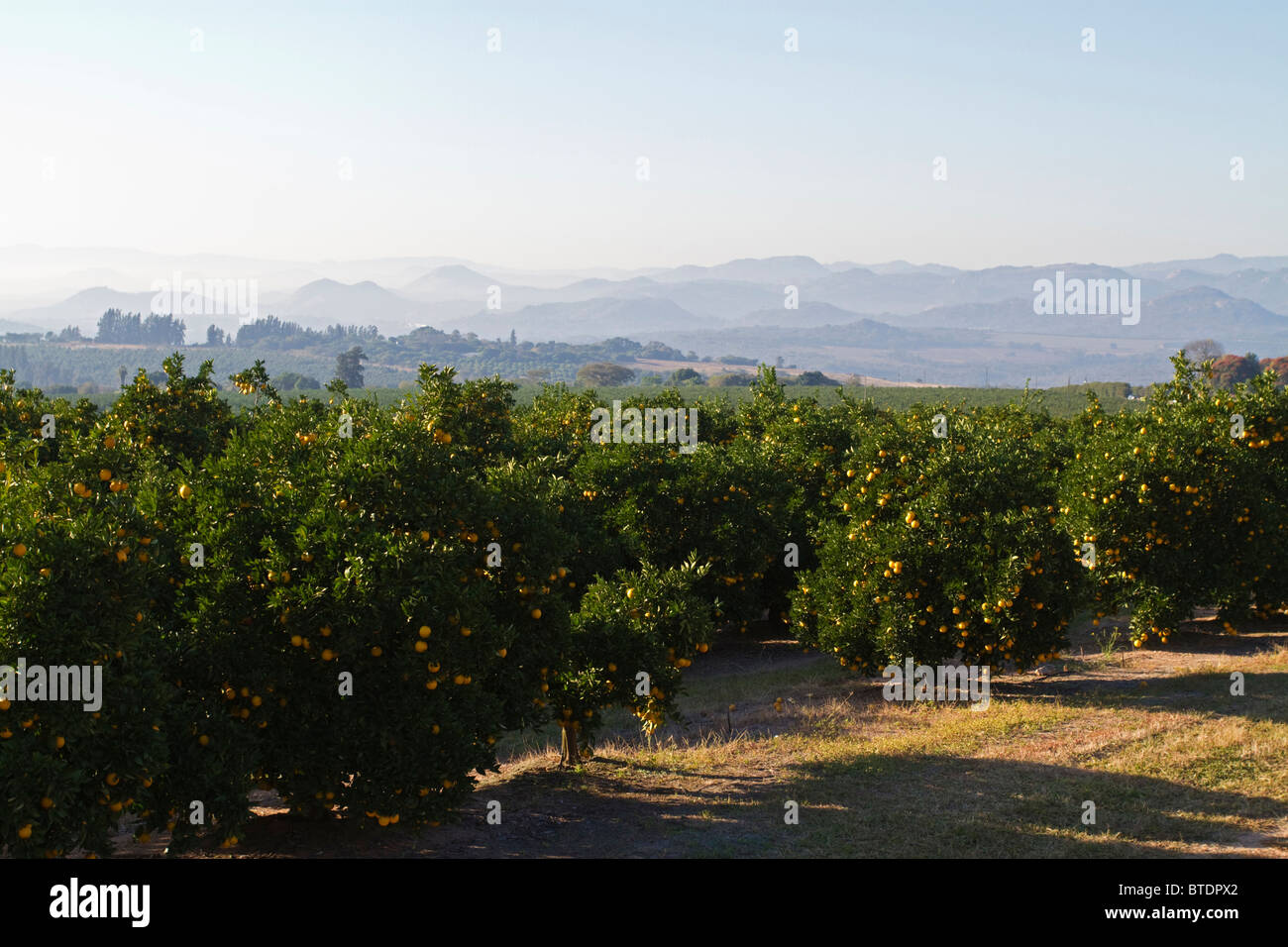 Vista panoramica di Lowveld agrumeto con frutti maturi sugli alberi Foto Stock