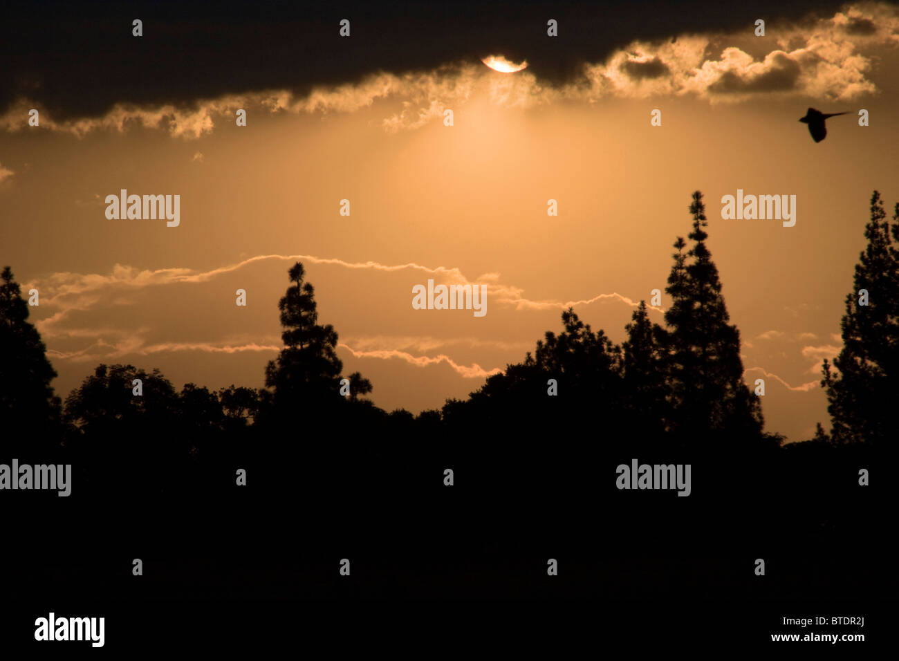 Moody tramonto con alberi in silhouette e un mousebird in volo Foto Stock