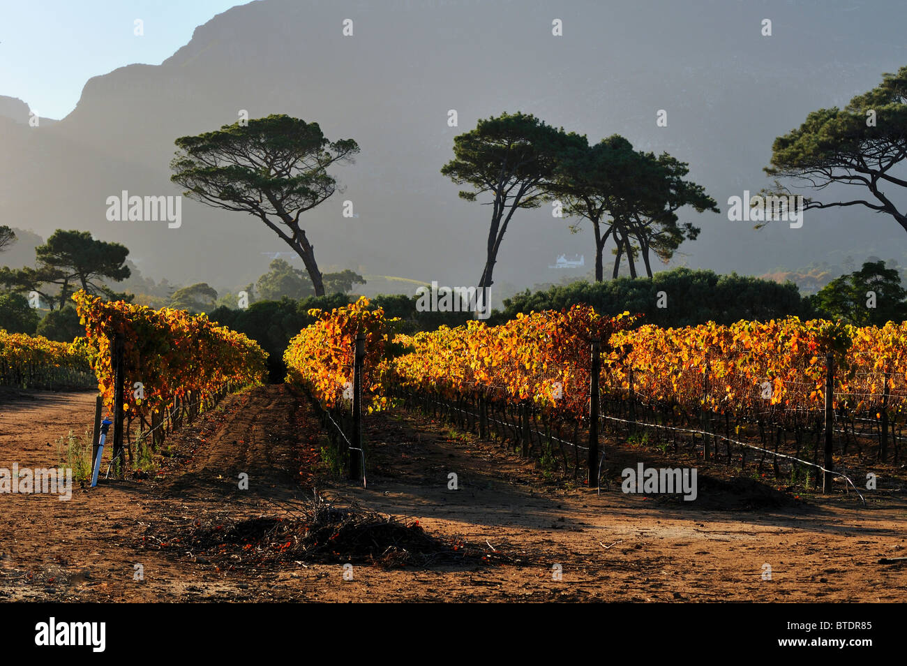 Vigna con alberi e montagne sullo sfondo Foto Stock