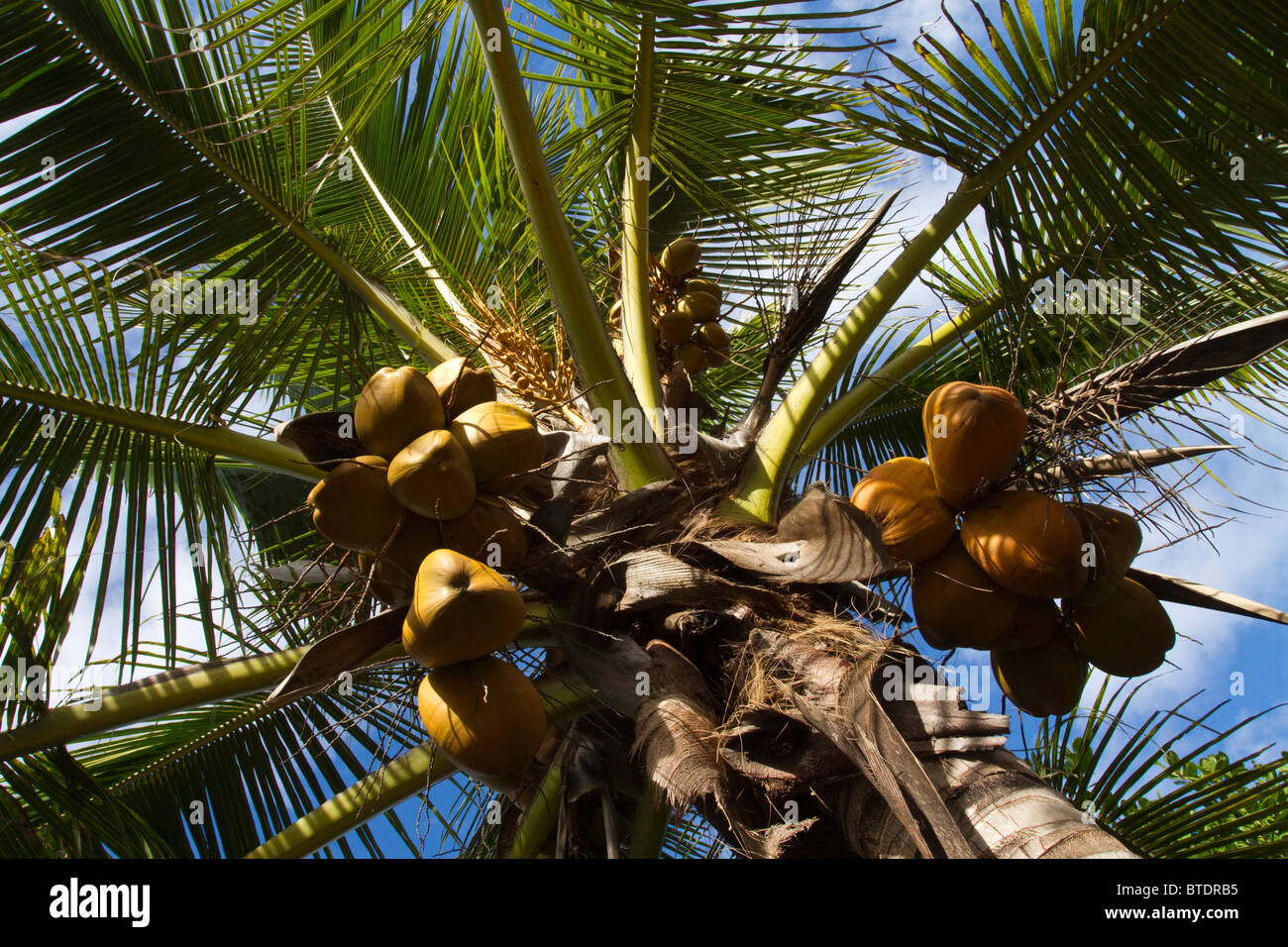 Palma da cocco visto dal di sotto Foto Stock