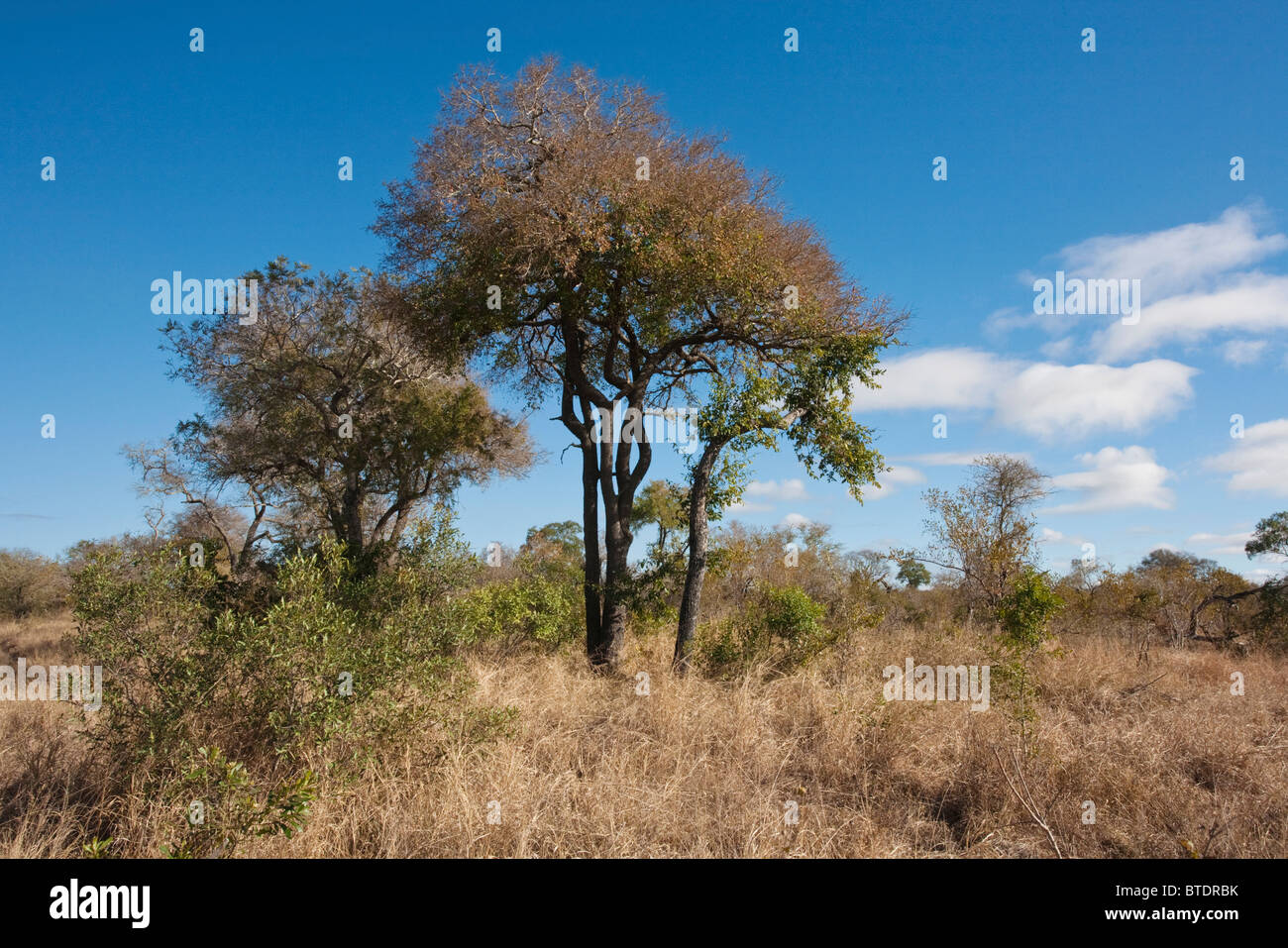 Latifoglie caducifoglie savana con un alto Tamboti tree (Spirostachys africana) Foto Stock