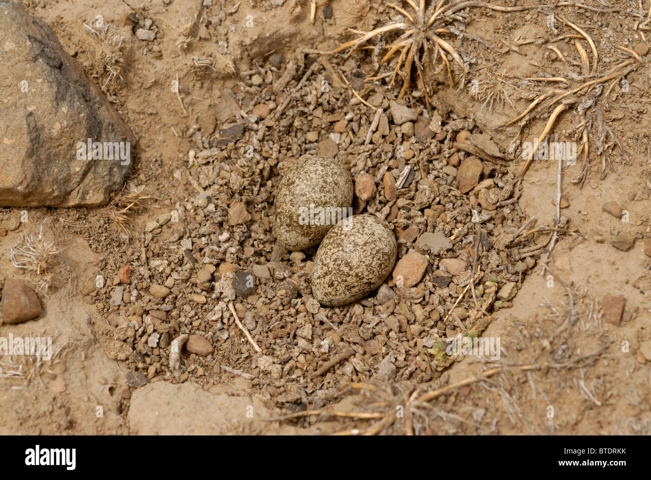 Nido e uova di Kittliz's plover prima della sepoltura Foto Stock