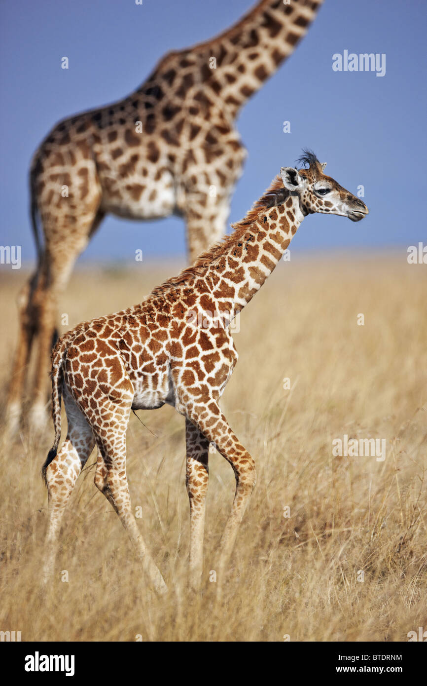 Maasai Giraffe (Giraffa camelopardalis subspp.) sulle pianure di Mara. Dist. dall Africa a sud dell'Equatore. Foto Stock