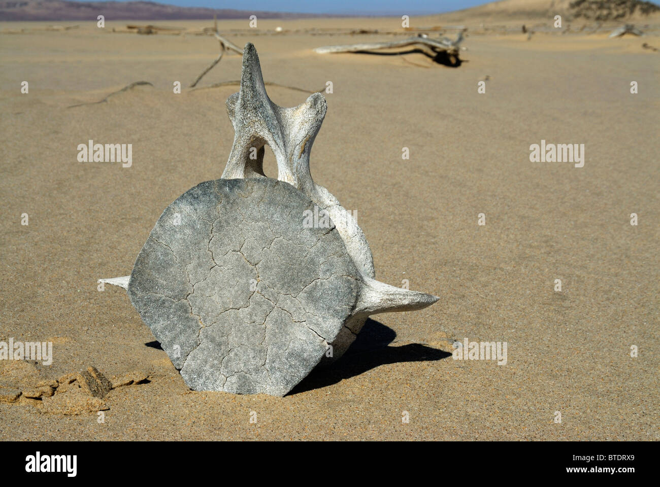 La vertebra di balena sulla spiaggia Foto Stock