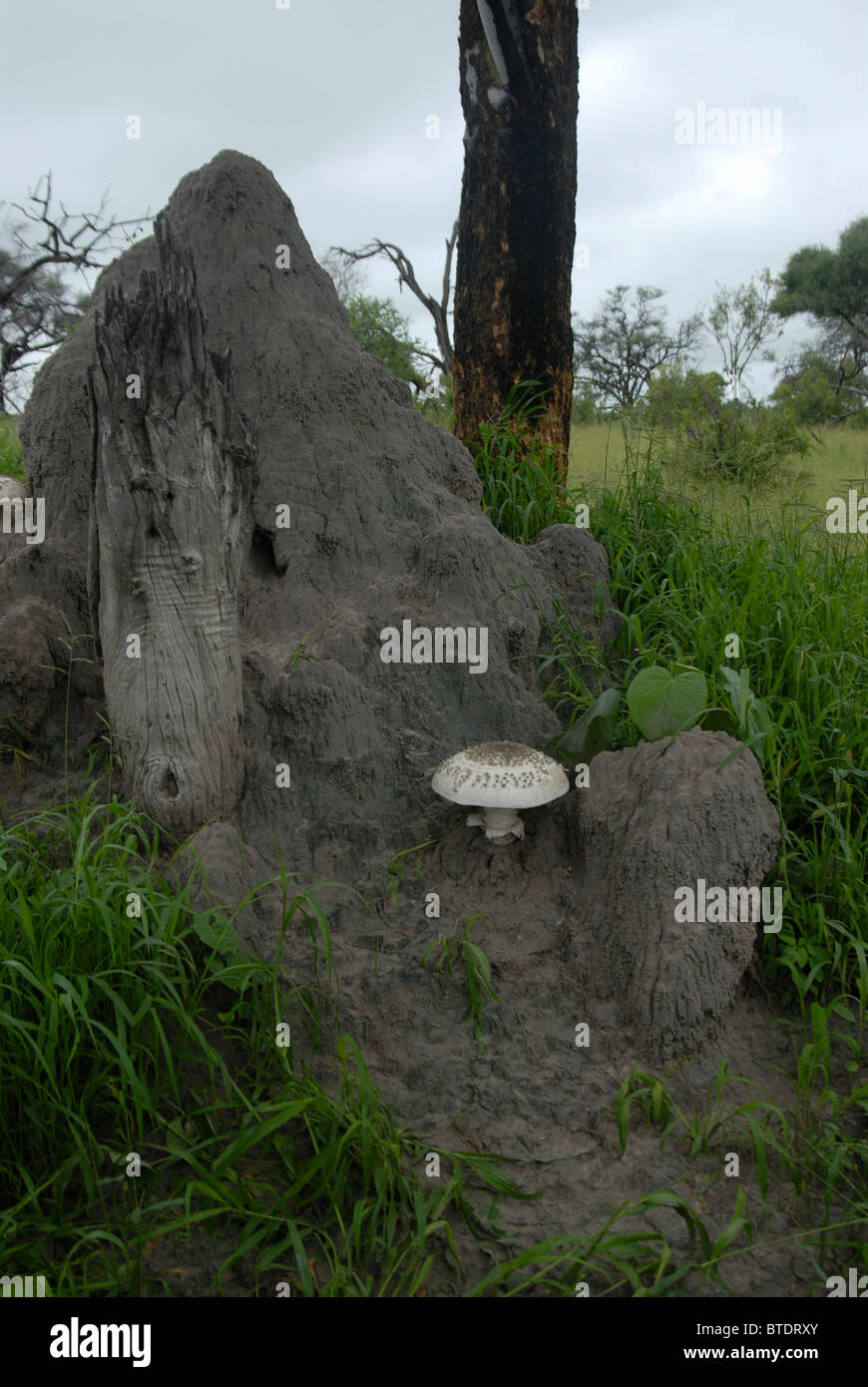 Termite tumulo con grande fungo, Termitomyces reticulatus Foto Stock