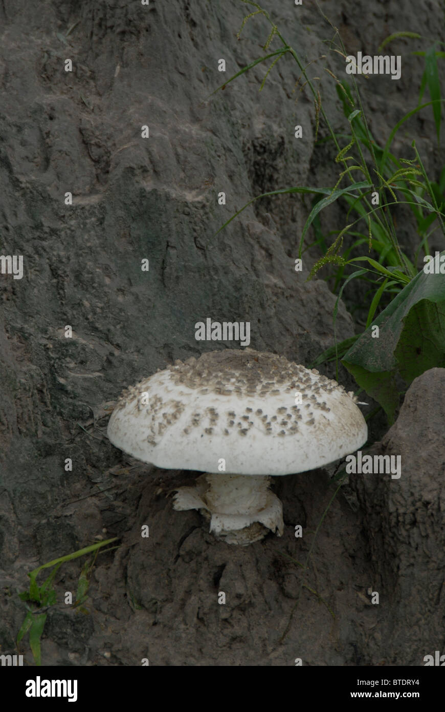Grande fungo, Termitomyces reticulatus, sul tumulo termite Foto Stock