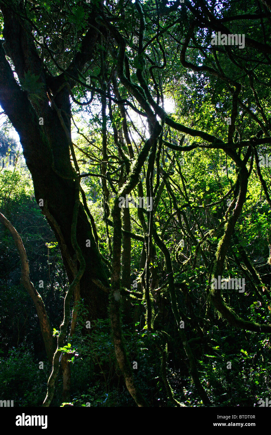 Vista panoramica della parte interna di una foresta in Magoebaskloof Foto Stock