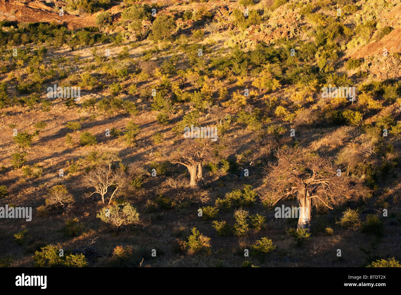 Vista aerea del fiume Limpopo valley vegetazione con alberi di baobab Foto Stock