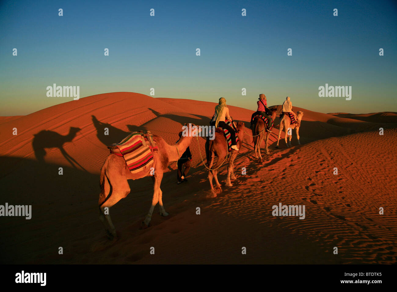 Camel trek al tramonto nelle dune di sabbia Foto Stock