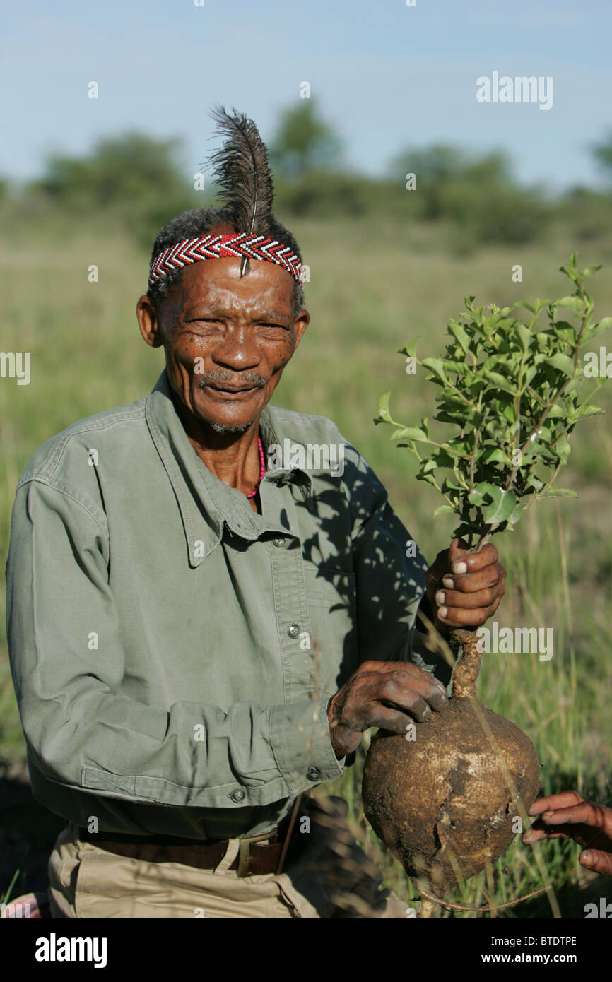 Anziani bushman che indossa la fascia di perline e di piume di struzzo con un bulbo commestibile raccolte dal veld Foto Stock Anziani bushman che indossa la fascia di perline e di piume di struzzo con un bulbo commestibile raccolte dal veld Foto Stock