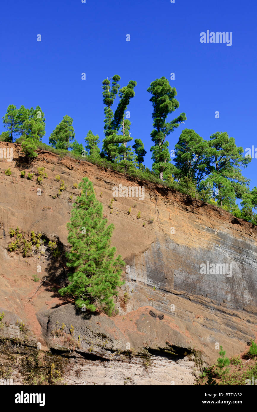 Pino delle Canarie Pinus canariensis alberi che crescono da una scogliera in La Esperanza Tenerife Canarie Spagna Europa. Foto Stock