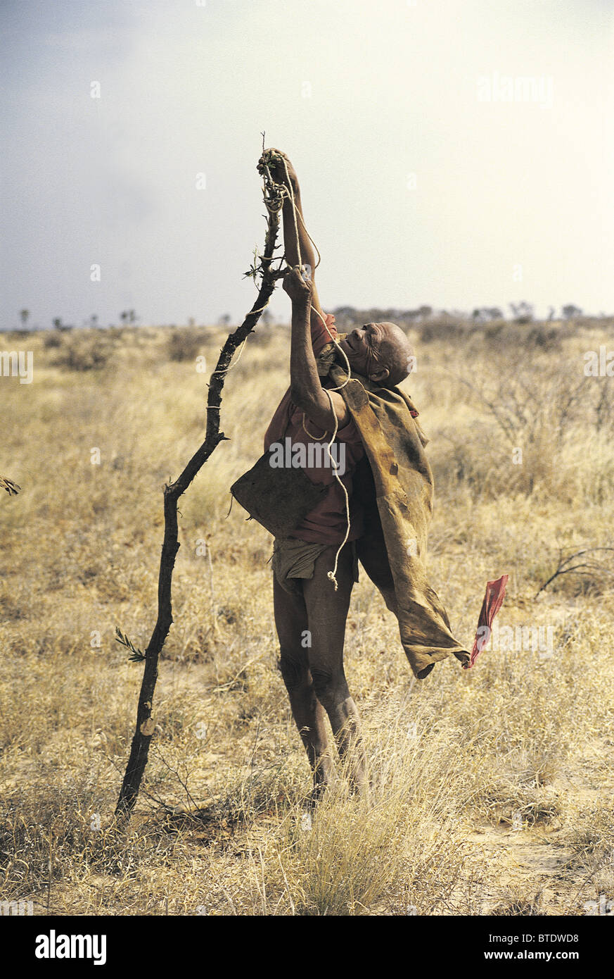 Un anziano Khoi (SAN) bushman prepara un uccello trappola con un pezzo di corda ed un ramo Foto Stock