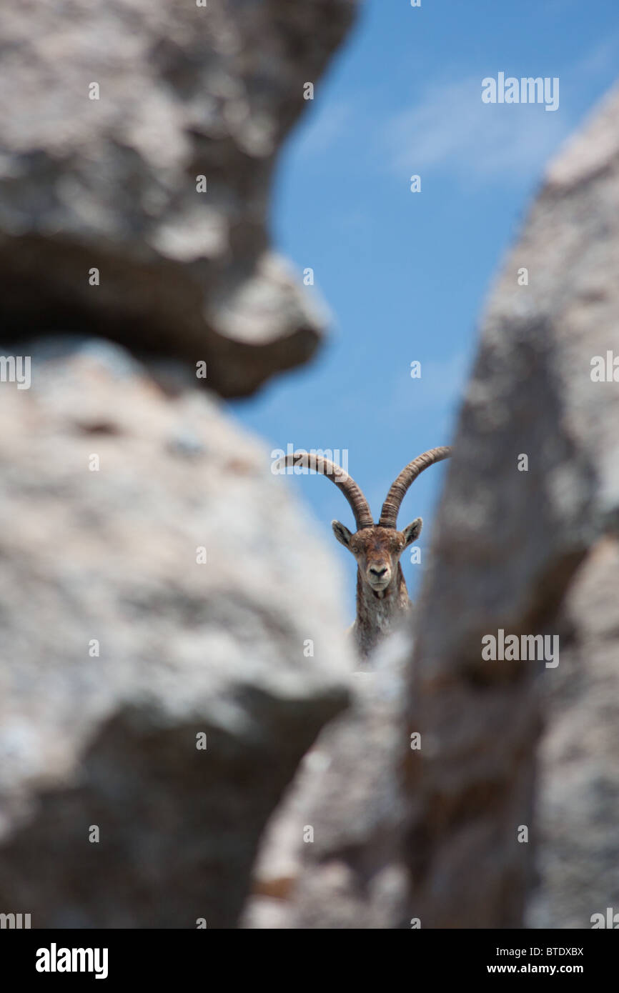 Lo spagnolo di stambecco (Capra pyrenaica) di El Torcal Riserva Naturale, Andalusia, Spagna Foto Stock