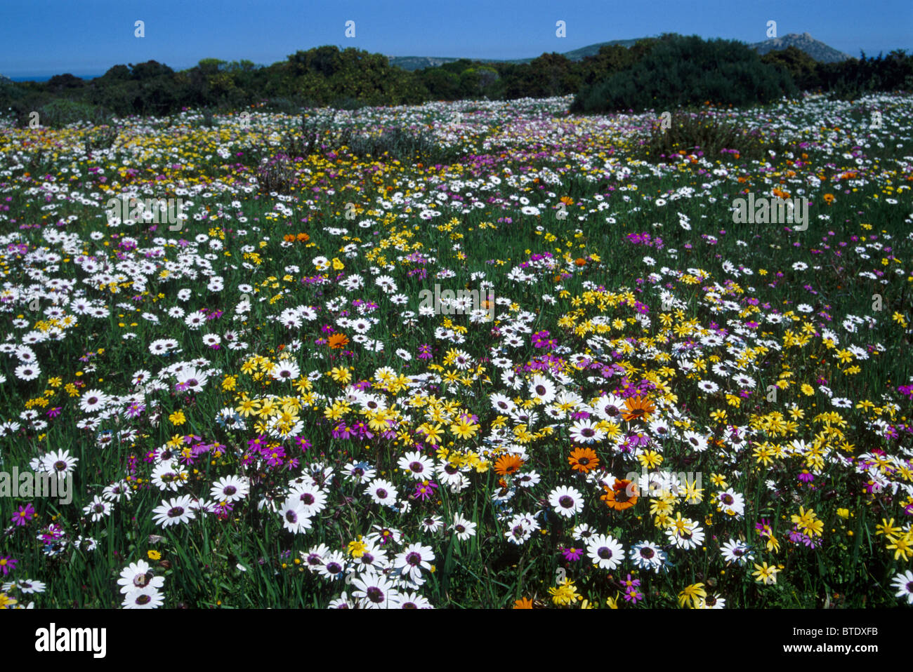 Fiori di Primavera formano un continuo caleidoscopio di colori nei pressi di Postberg Foto Stock