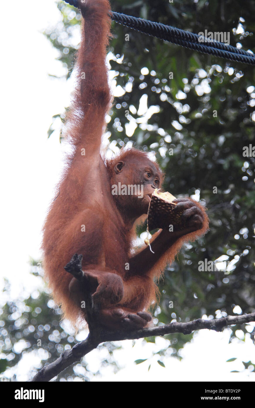 Semmenggoh Orang Utan santuario kuching Borneo malese, turismo nella foresta pluviale ape monkey selvatica Foto Stock