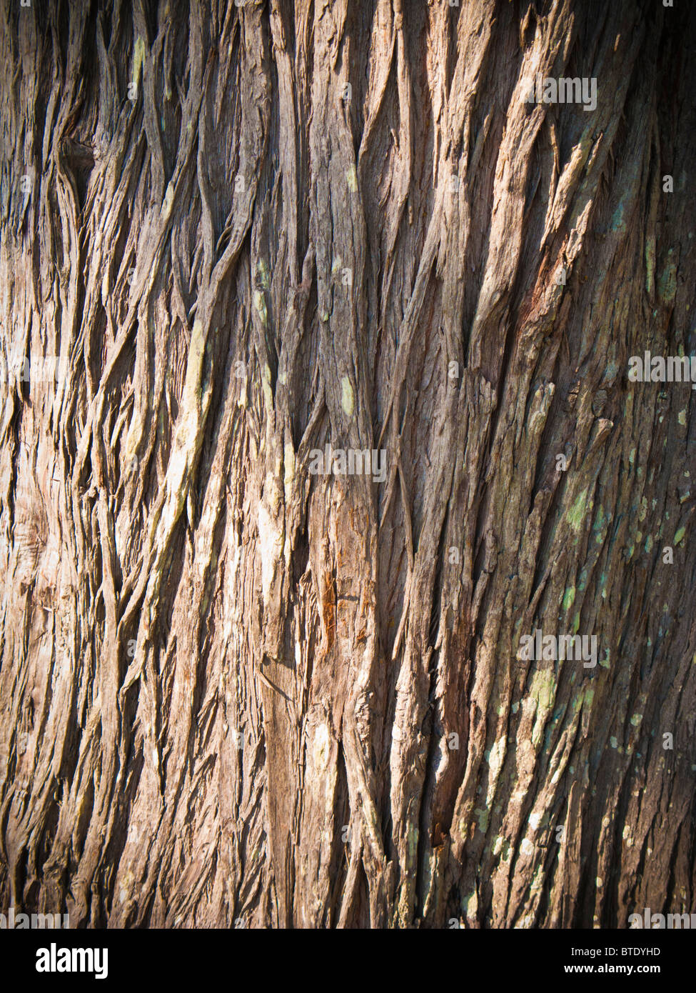 Corteccia degli alberi da vicino, struttura del legno Foto Stock