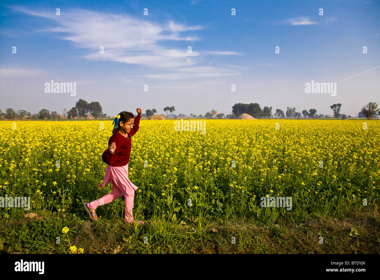 I giovani della scuola ragazza, Jasbir Kaur, corre lungo un giallo senape in campo Chita Kalaan village, Punjab (India). Foto Stock