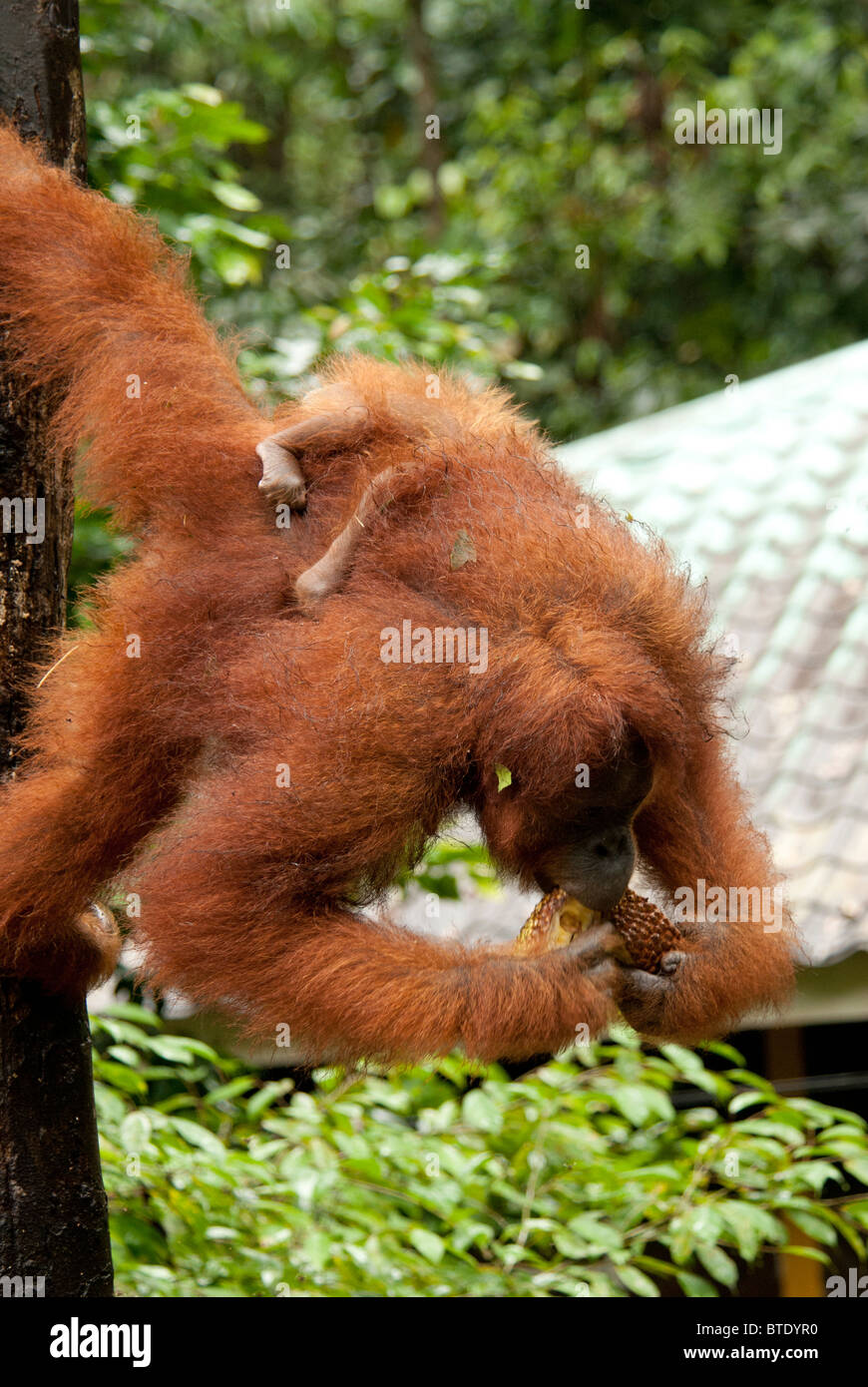 Semmenggoh Orang Utan santuario kuching Borneo malese, turismo nella foresta pluviale ape monkey selvatica Foto Stock