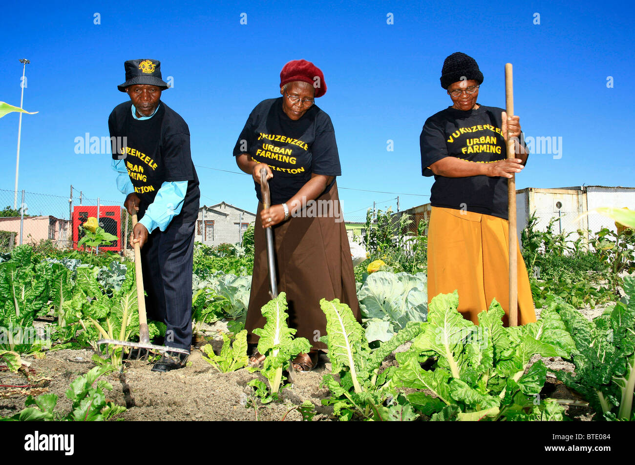 I membri di Vukuzenzela agricoltura urbana associazione lavorano la terra a Khayelitsha township per coltivare ortaggi Foto Stock