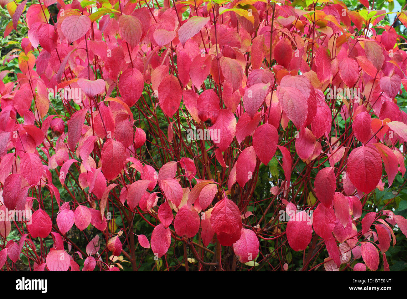 Rosso di gambi di corniolo rosso autunno cadono fogliame di gronda Cornus alba Foto Stock