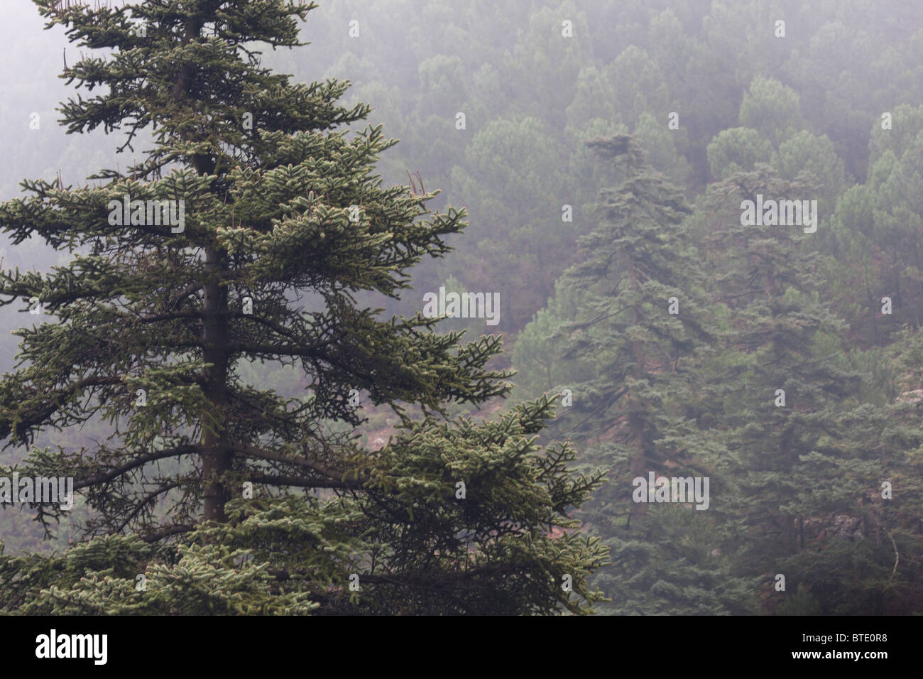 Abies pinsapo (Spagnolo Fir) alberi in Sierra Bermeja mountains, Andalusia, Spagna Foto Stock