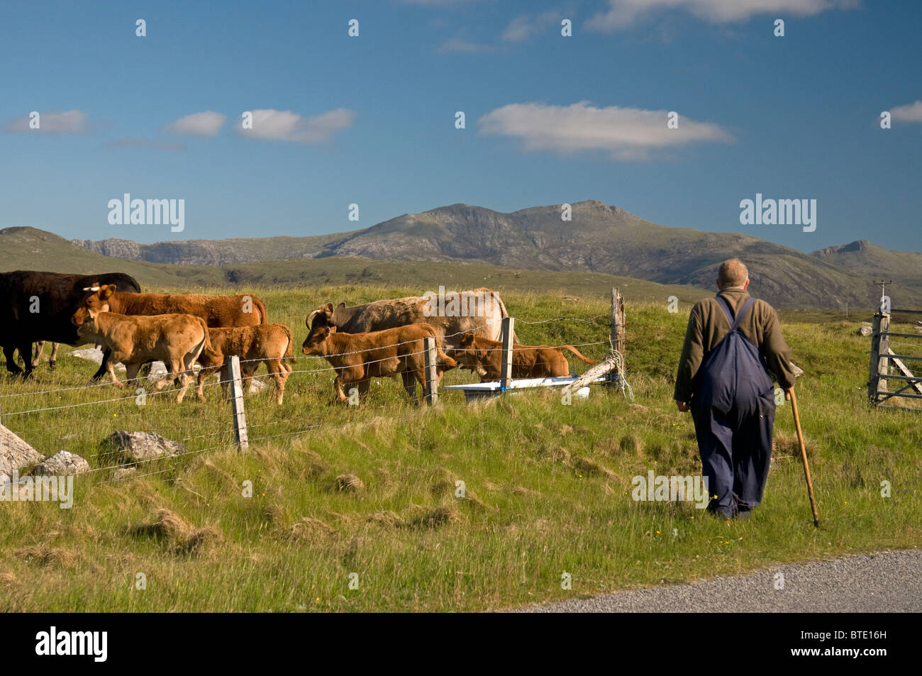 Lo spostamento del bestiame ai pascoli freschi a Geirinis Sud Uist, Ebridi Esterne, Western Isles, Scozia. SCO 6920 Foto Stock