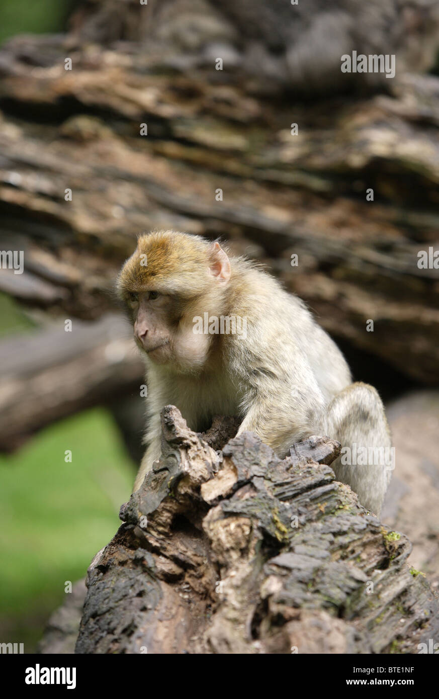 Barberia macaco scimmia, scimmie, Primate, fauna selvatica, natura, il mondo naturale Foto Stock