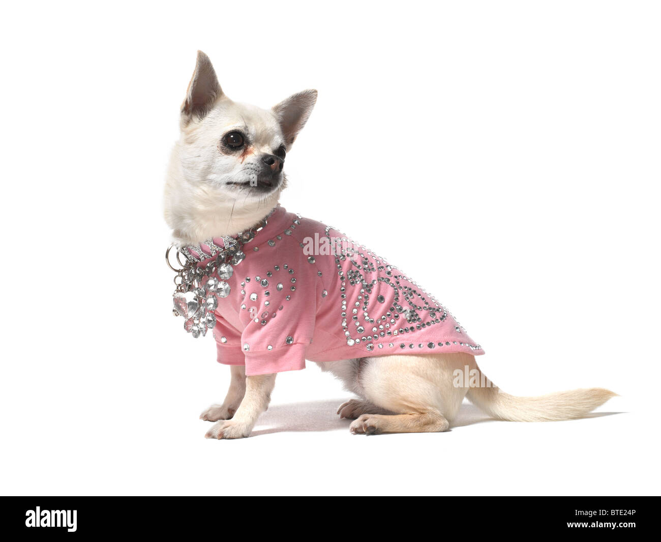 Un Chihuahua seduto su uno sfondo bianco Foto Stock