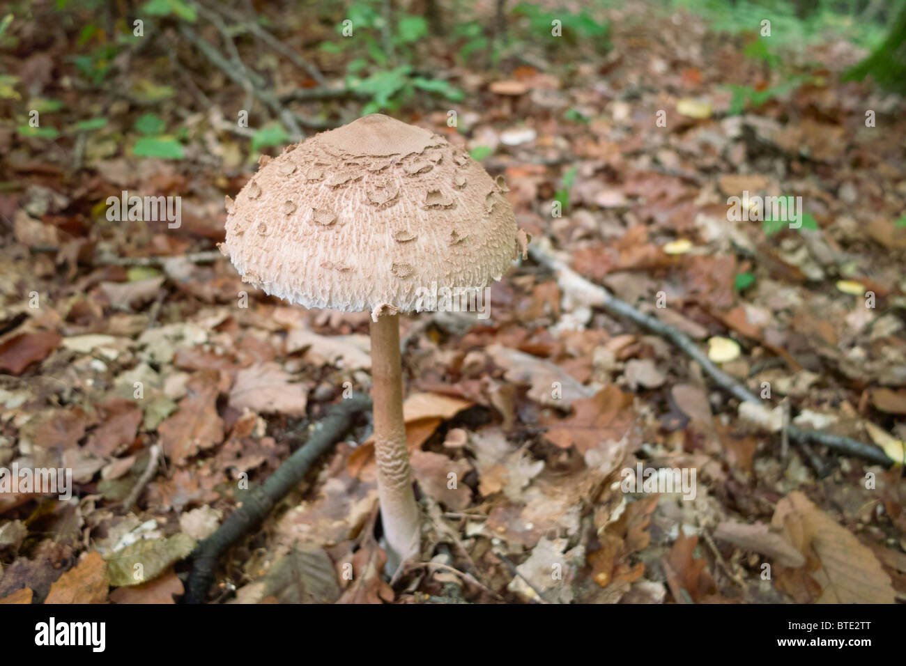 Fungo da Martin Breg hill foresta, vicino Dugo Selo, Croazia. Foto Stock