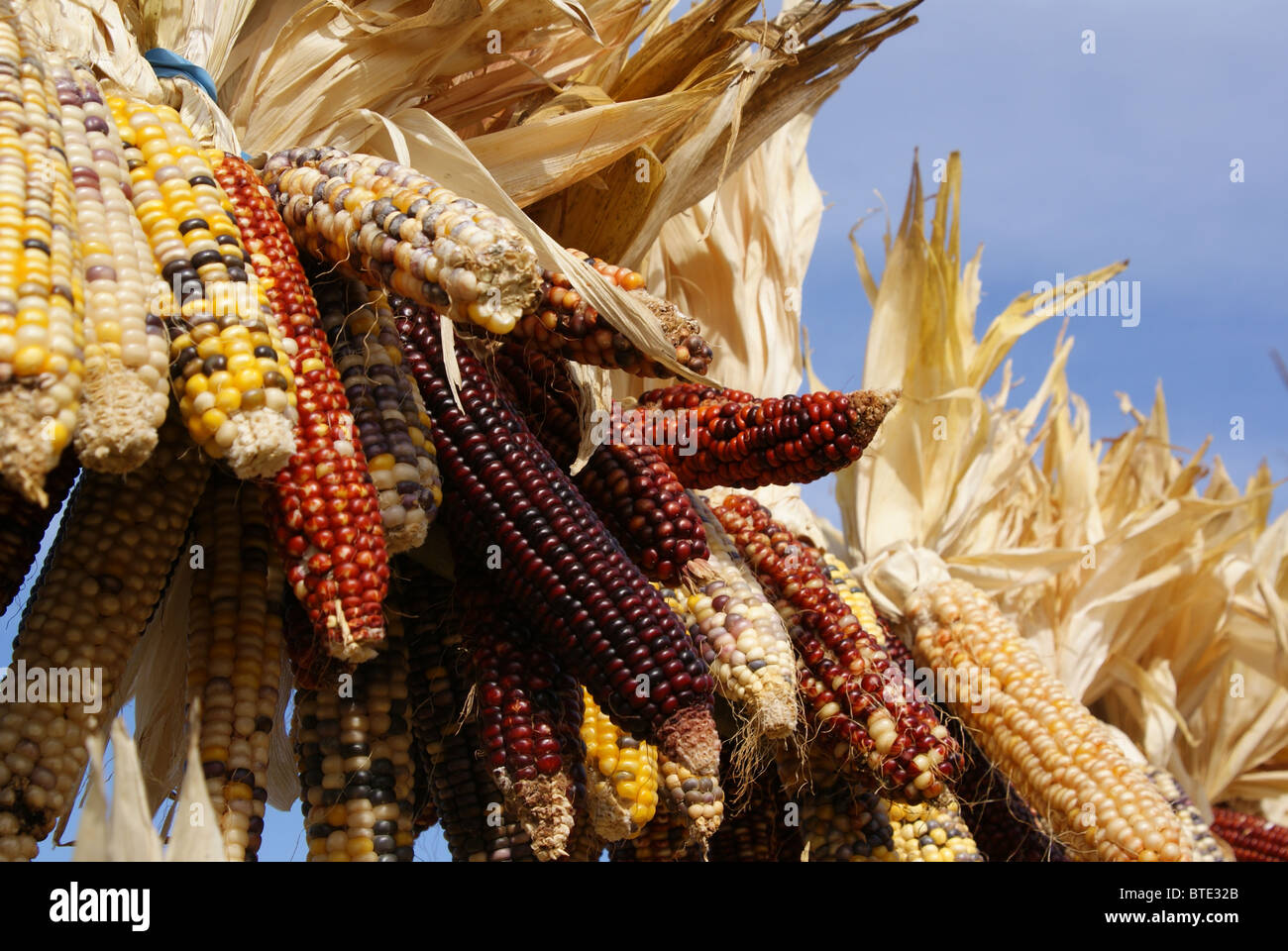 Essiccato variegato calli indiano Foto Stock