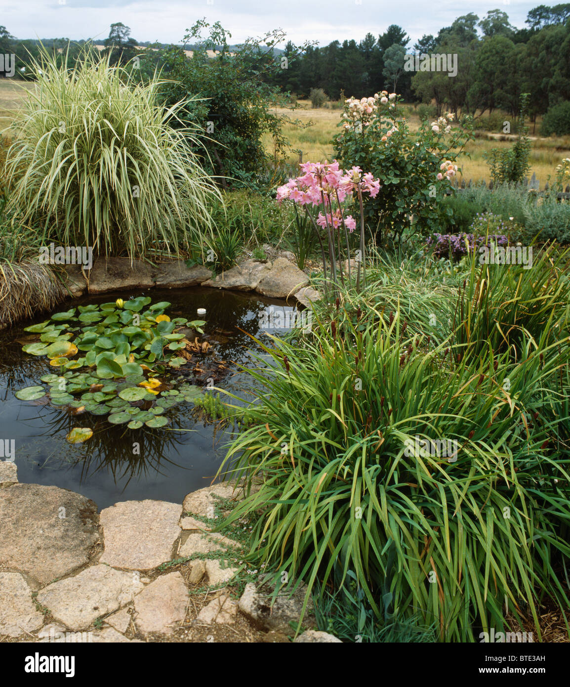 Alte erbe e gigli rosa accanto al laghetto con lastricata di pietra nella bordatura country garden Foto Stock