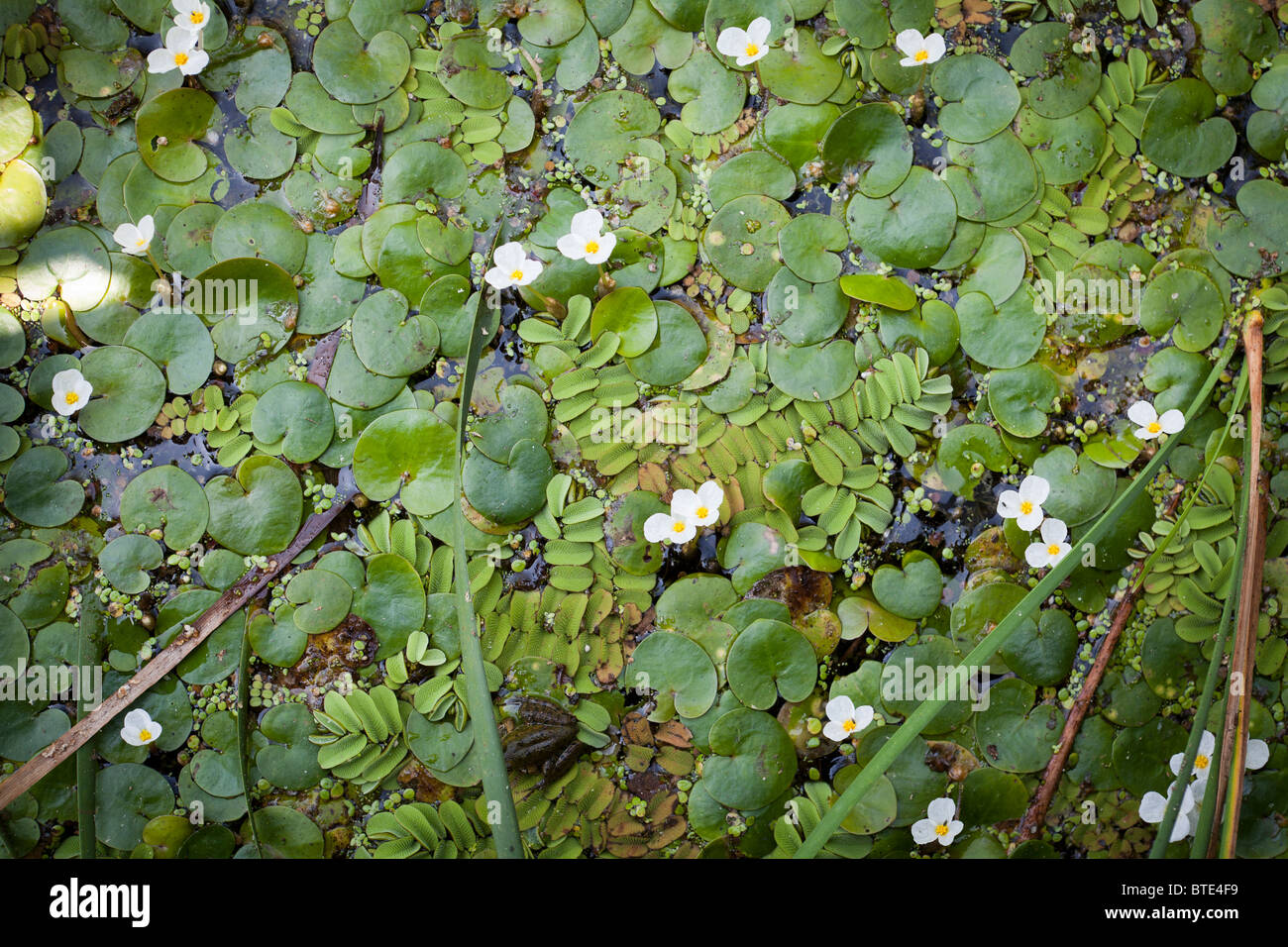 Ninfee e foglie di ninfee,arkutino riserva nazionale,Bulgaria-nymphaeaceae Foto Stock
