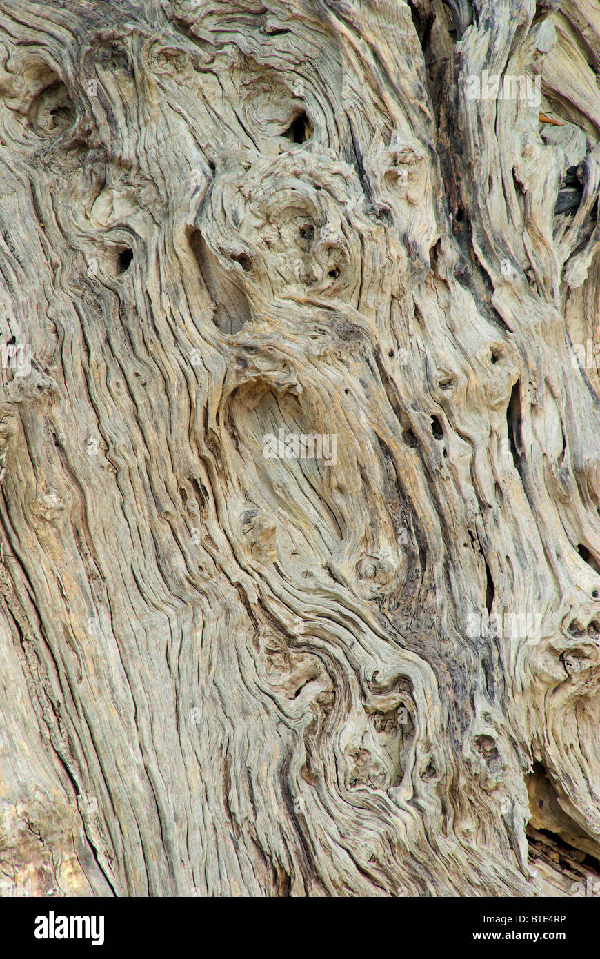 Olivenbaum Stamm - albero di olivo tronco 01 Foto Stock