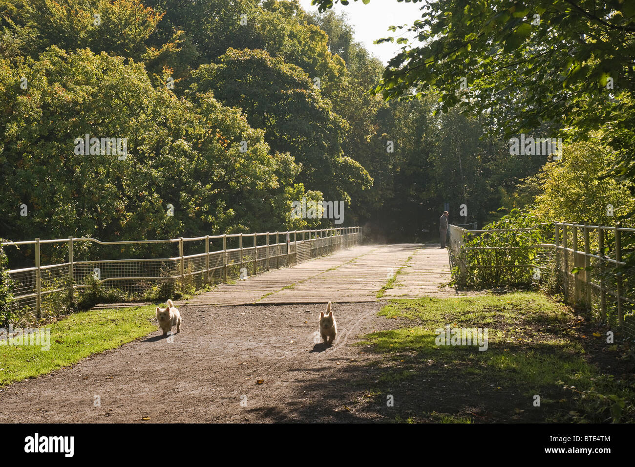 Due West Highland terrier godendo di un bosco a piedi a Easby, vicino a Richmond, North Yorkshire. Foto Stock