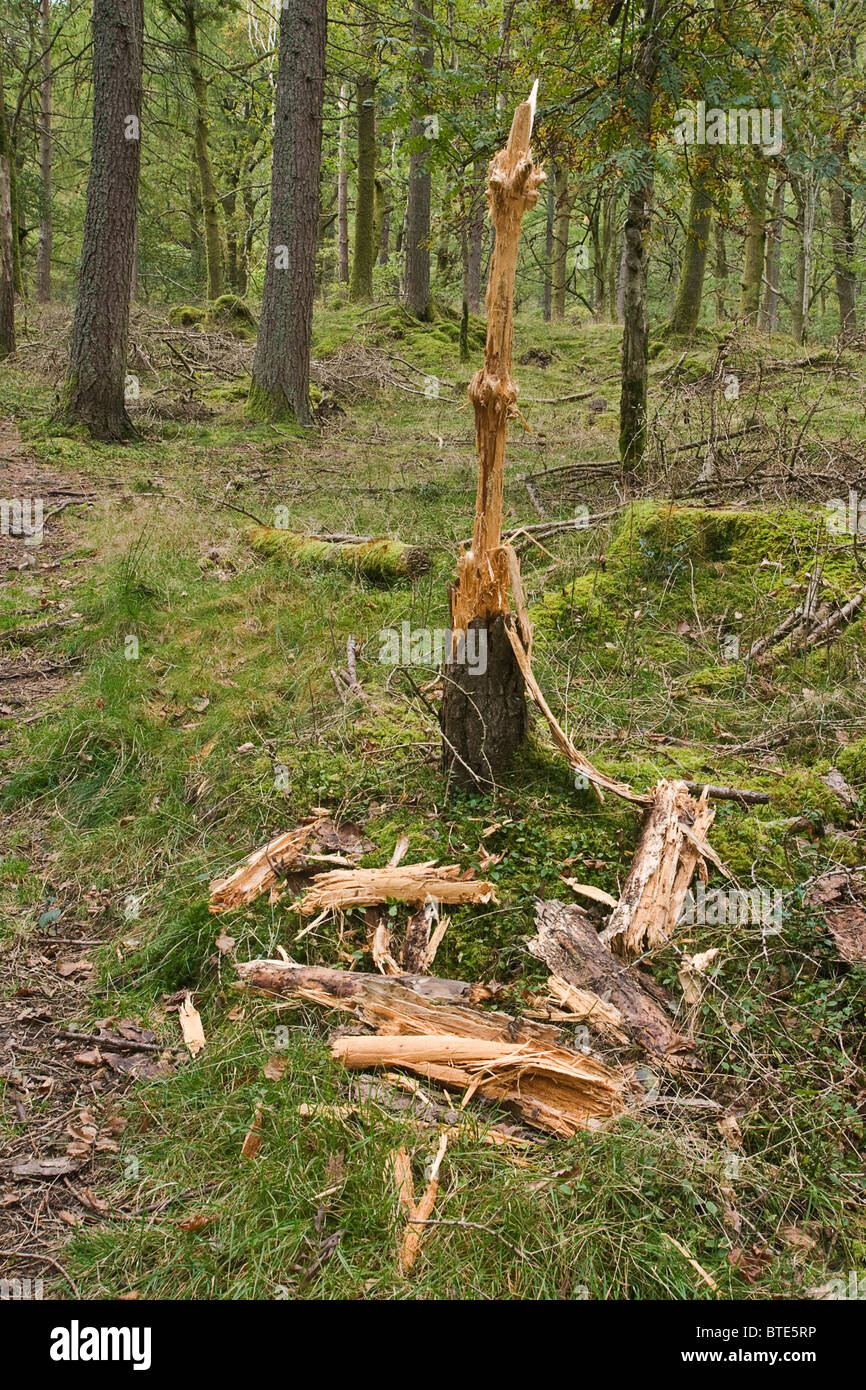 Danni a un vecchio albero tronco causato da cervi. Foto Stock