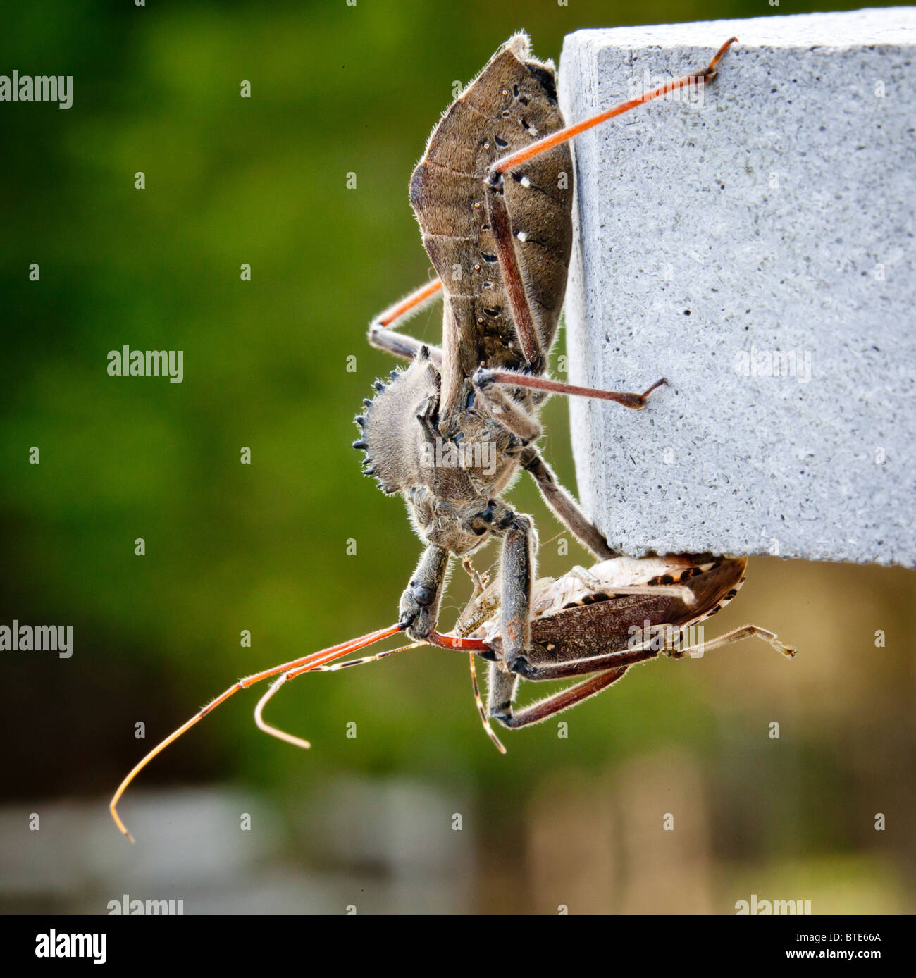 Raro colpo di predatori di Assassin bug iniettare veleno nel corpo di un fetore o bug di protezione Foto Stock