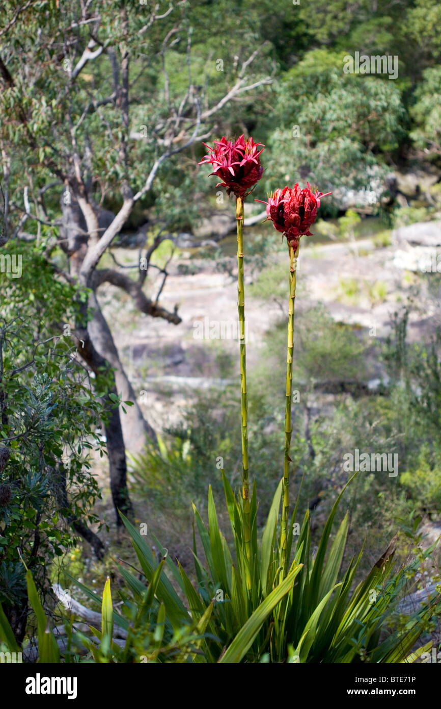 Gymea Lily (Doryanthes excelsa), il Royal National Park, Sydney, Australia Foto Stock