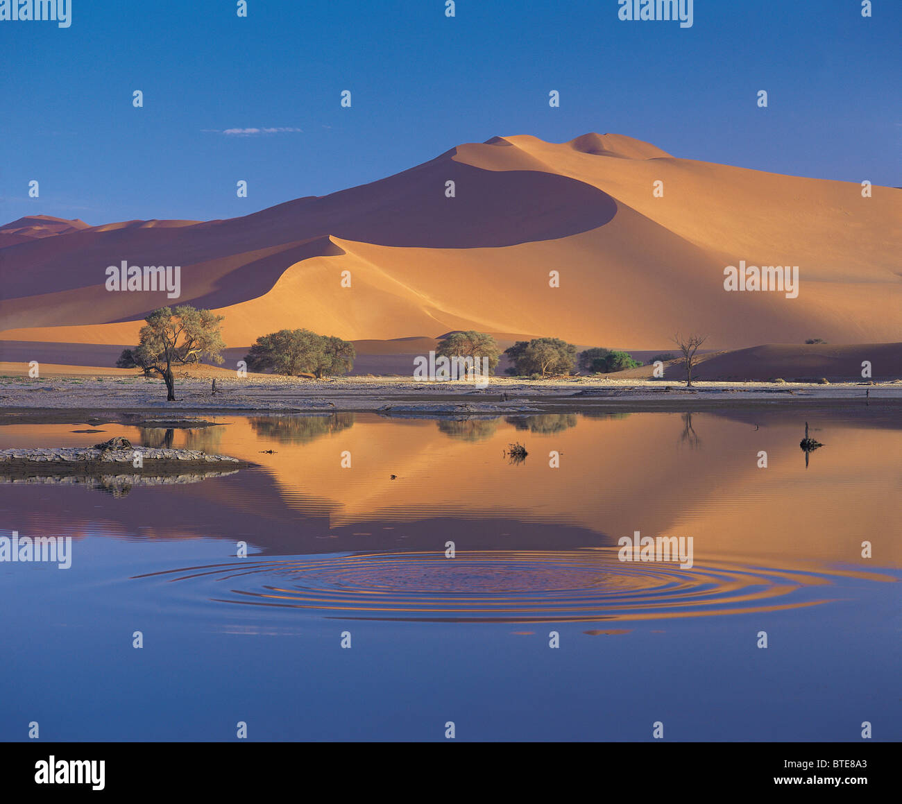 Il deserto del Namib dopo il miglior precipitazioni in 14 anni Foto Stock