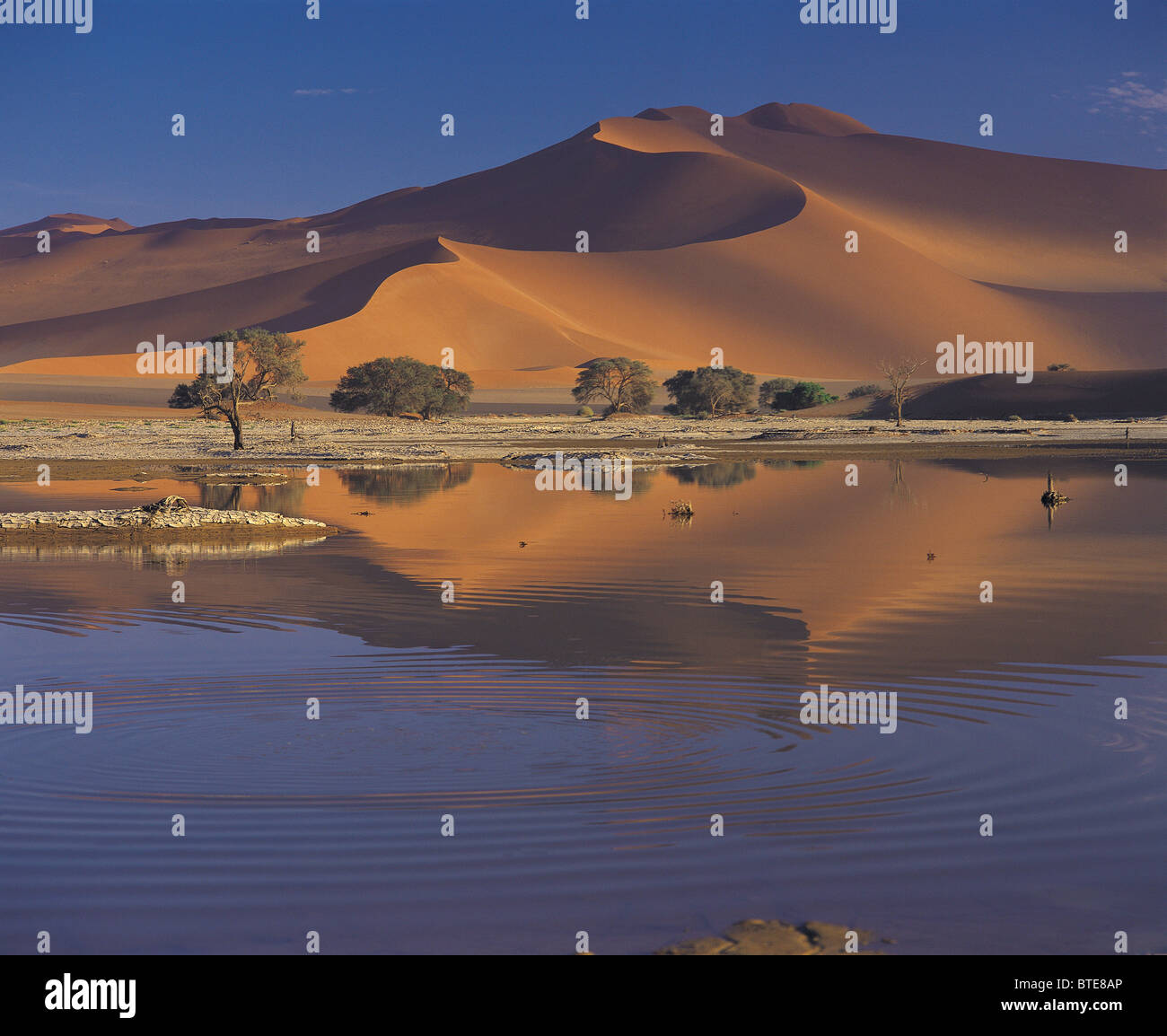 Il deserto del Namib dopo il miglior precipitazioni in 14 anni Foto Stock